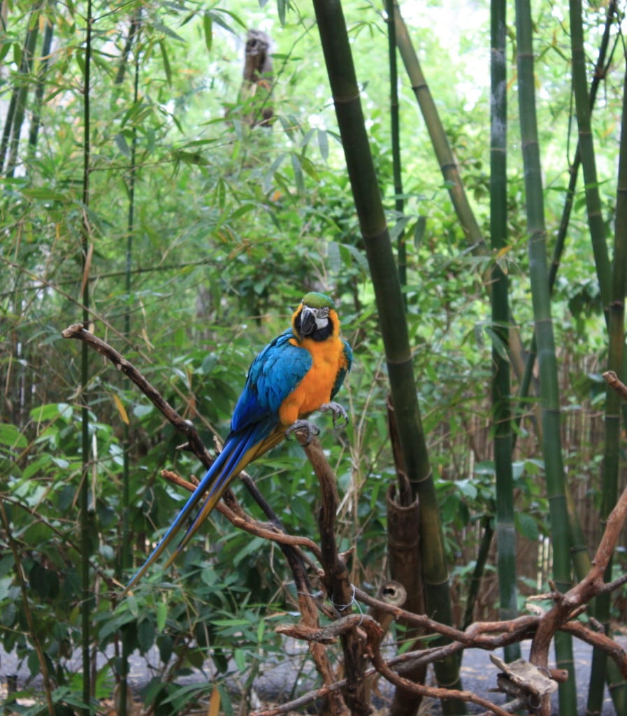 Parrot at the Audubon Zoon