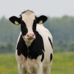 cow-354428_1920
