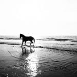 horse-on-seashore-2960172