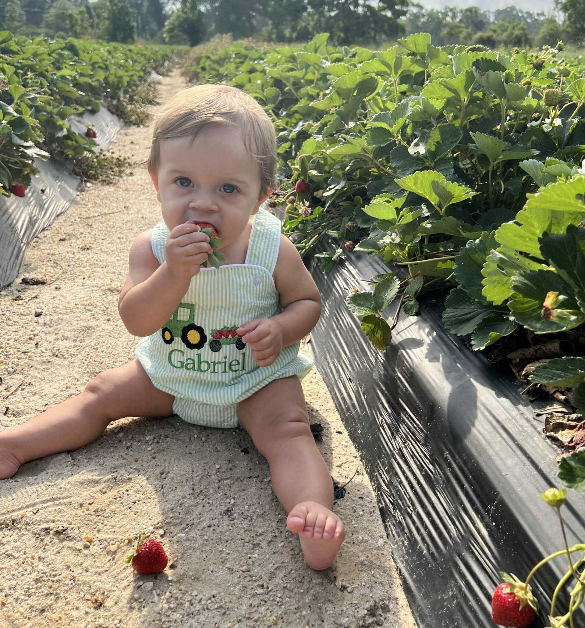 Where to take kids to pick strawberries in Baton Rouge 