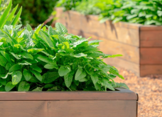 How to build a raised garden bed in Louisiana