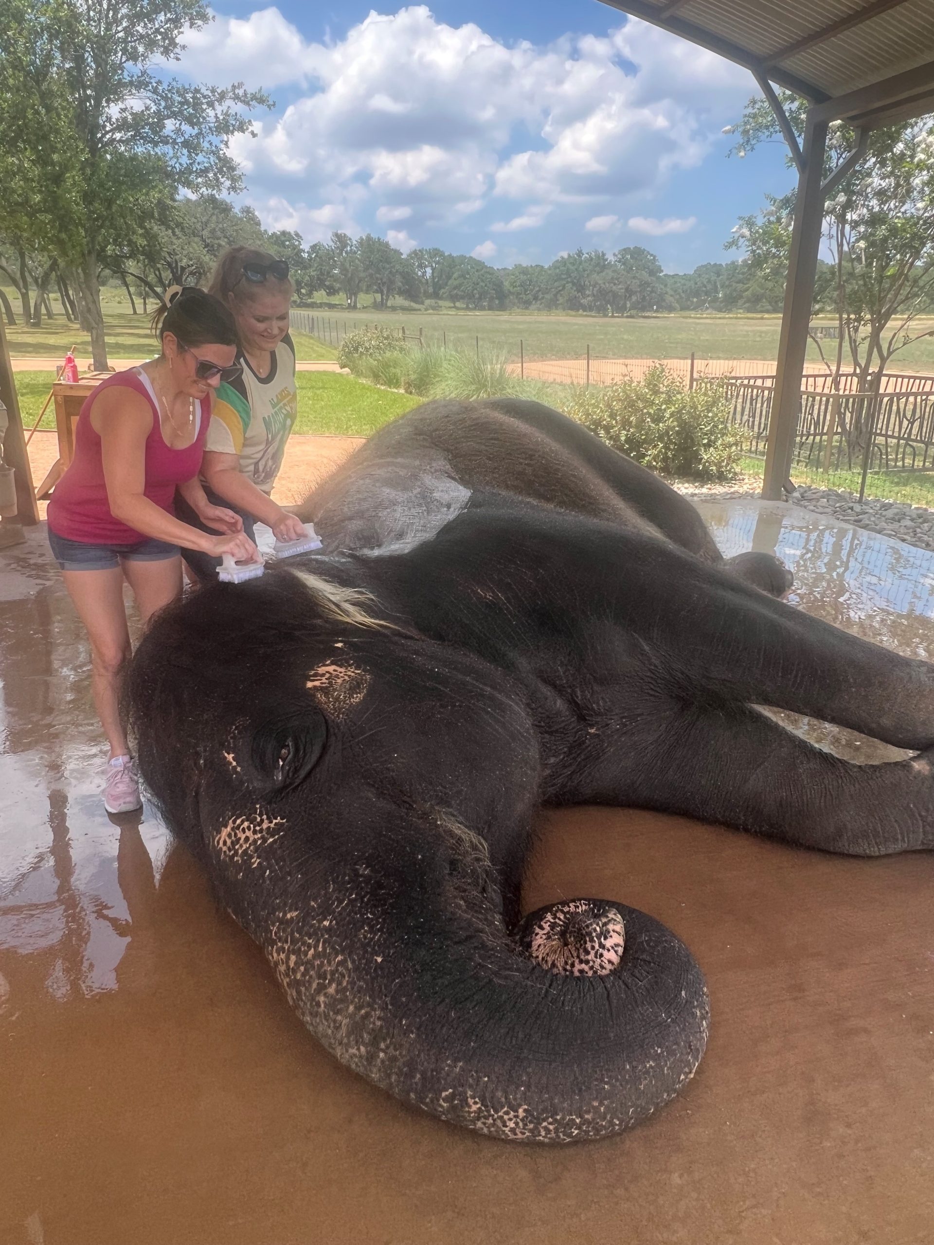 Bathing Elephants, The Preserve, Elephant Encounter Sanctuary