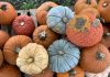 Where to get your pumpkins in Baton Rouge