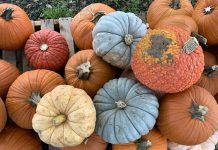 Where to get your pumpkins in Baton Rouge