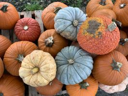 Where to get your pumpkins in Baton Rouge