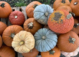 Where to get your pumpkins in Baton Rouge