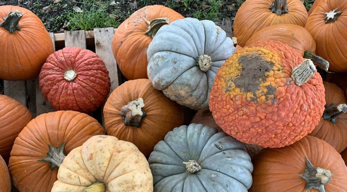 Where to get your pumpkins in Baton Rouge