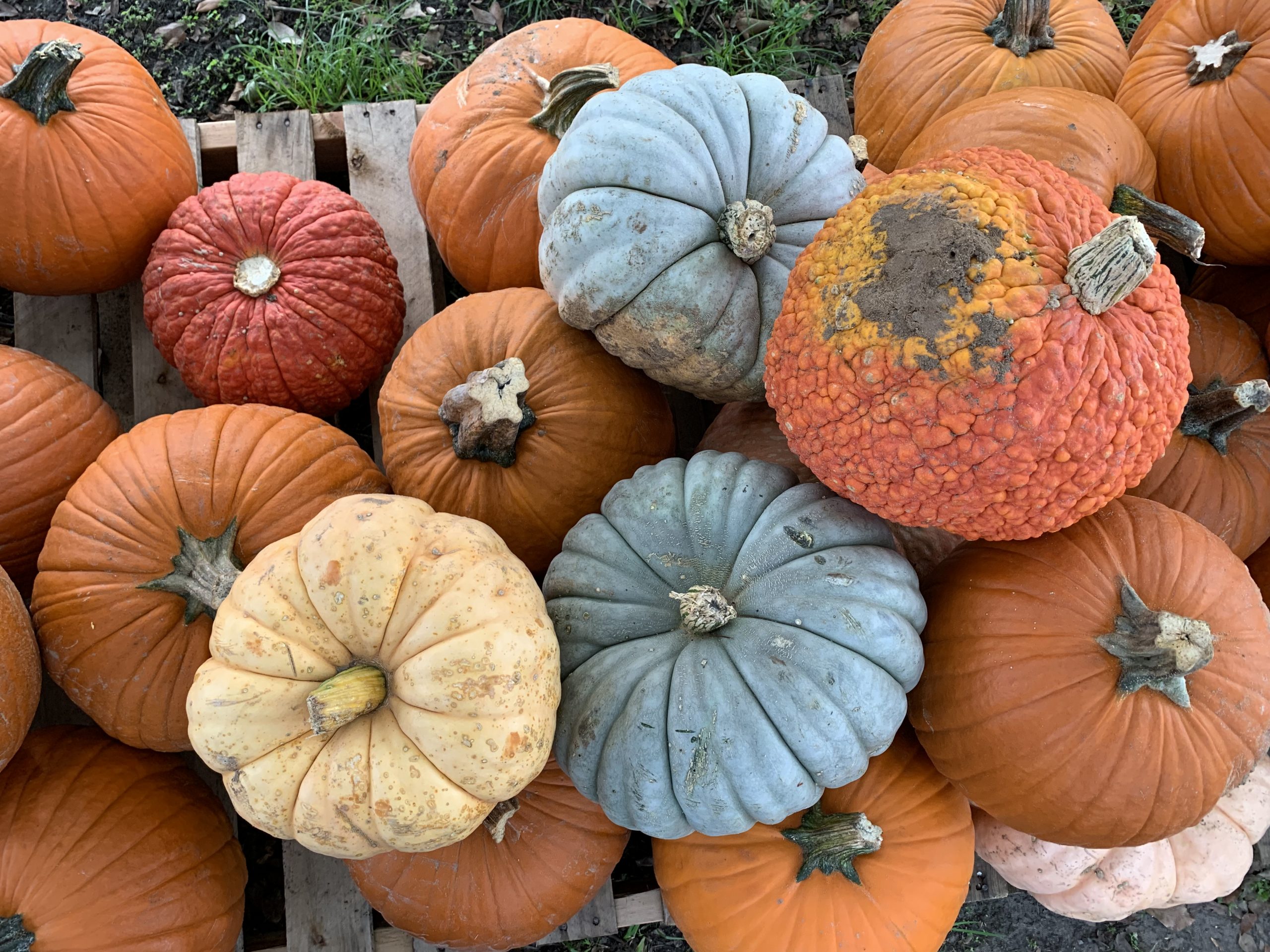 Where to get your pumpkins in Baton Rouge